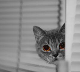 憨憨的动物表情包，憨憨的动物十大排名