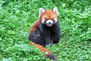 世界最胖的熊猫排名前十，最胖的大熊猫囡囡