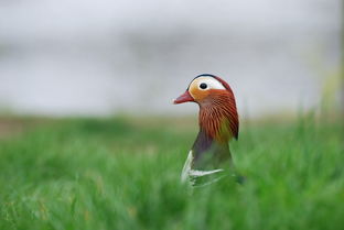 芜湖红皮鸭子排名，芜湖红皮鸭十大排名