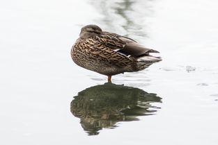 芜湖红皮鸭子排名,芜湖红皮鸭十大排名