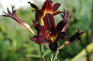 世界上最名贵的首饰，世界上最名贵的头饰