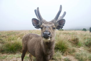 世界上最珍贵的鹿，世界上最珍贵的动物叫什么