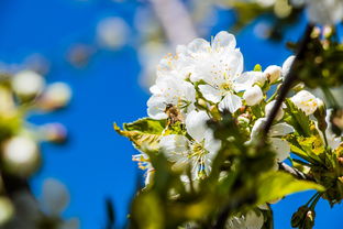 绿花工具十大排名,正宗绿花