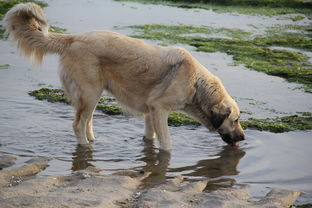 世界上最贵的狗前十，世界上最贵的五种狗