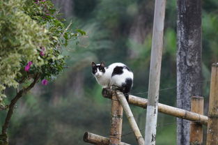 导盲犬品种，导盲犬十大排名