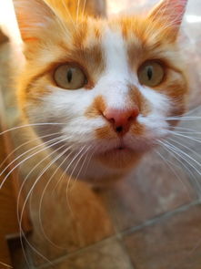 谁是世界上最凶恶的人呢，小度你知道世界上最凶的人是谁