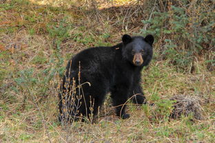 世界上最好视力的人视力有多高?，世界上视力最牛的人