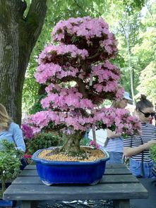 挂果盆景十大排名品种，挂果盆景十大排名
