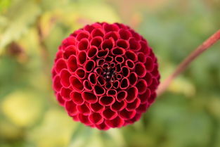 世界上最珍贵菌子，最名贵的菌子