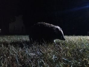 世界上最出名的刺猬，世界上最出名的刺猬是什么