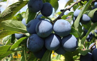 中国最罕见的水果，中国最稀少的果子