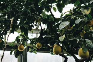 中国什么柚子最出名的，中国什么柚子最出名