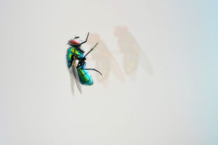 最奇葩的手机游戏，世界最奇葩手游排名前十