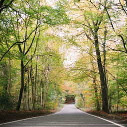 十大排名小型景观树，小型景观设计图