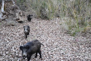 世界上最胖蟒蛇，世界上最胖的蟒蛇是什么蟒蛇我想看这个视频