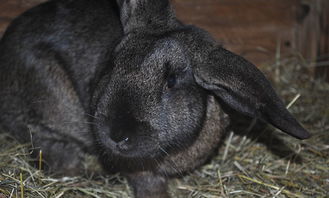 世界上最萌宠物兔子排名,世界上最萌宠物兔子