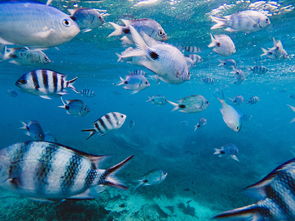 世界前十猛鱼排行榜图片,世界前十猛鱼排行榜图片