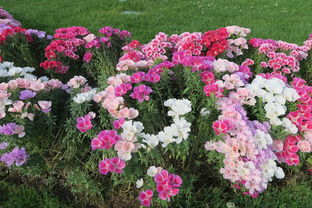 中国最珍贵的十种花草,十大最珍贵的花