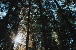 中国最顶尖松树,中国 松树