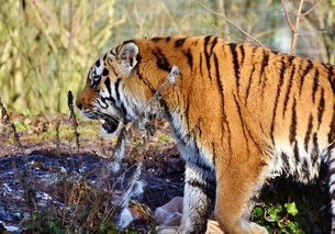 世界上最熟悉的老虎，世界最厉害老虎