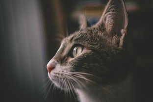 中国最萌狗，长相最萌的狗