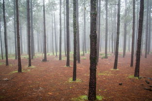 中国什么树最，中国什么树最值钱