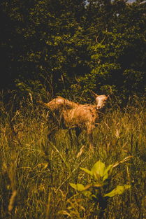中国最小的羊,中国最萌的羊
