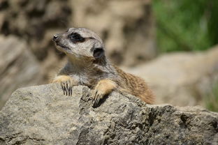 世界各国养小奶猫排名前十,世界各国养小奶猫排名前十名