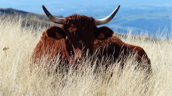 中国最牛药材商人,中国最牛药材商人排名