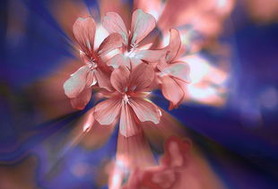 世界上最好看的小仙女,世界上最嗨的小仙女歌词