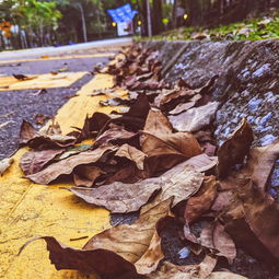 世界上黑色物种排名前十,黑色的物种