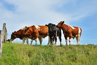 中国最顶级的乡村,中国最牛乡村