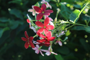 世界上奇怪花朵排名前十，世界上最奇怪的十种花