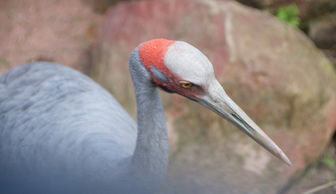 世界前十濒危鸟类图片大全,世界前十濒危鸟类图片
