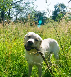 世界上最黑心的小猪,最黑的猪是什么猪