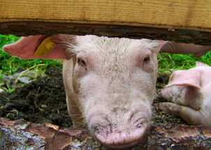 世界上最黑心的小猪,最黑的猪是什么猪