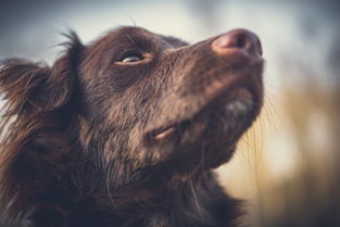 世界前十猛狗品种图片及名字，世界前十猛犬排行榜