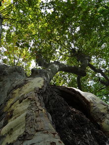 世界上最老的树长什么样，世界上最老的树