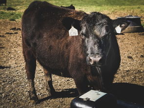 世界上最牛女神，世界最牛女人