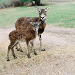 世界上的鹿种排名前十是什么,世界鹿类