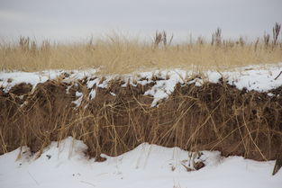 世界上最老的雪松林，雪松最高有多少米