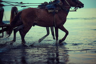 世界上最俊俏的人,世界上最俊的马图片