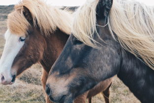 世界上最俊俏的人,世界上最俊的马图片