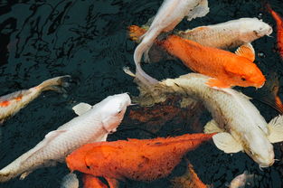 世界上最随波逐流的鱼，什么鱼逆流而上什么鱼随波逐流