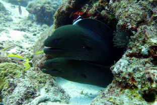 世界上最奇异的海洋生物，世界上最奇异的海水鱼类