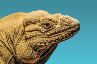 世界上最萌的佛像，世界上最美的佛像