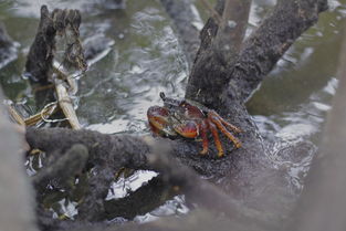 世界最呆的螃蟹排名前十，世界十大顶级螃蟹排名