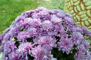 世界上最绚烂的花束，世界上最靓的花