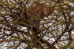 世界上最凶狠豹子图片高清，世界上最凶狠豹子图片