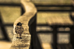 世界上最诡异现象，世界上最诡异的实录